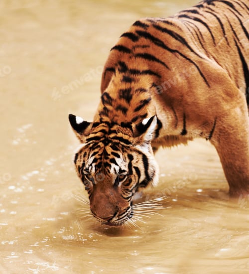 Preview: Tiger cautiously drinking water from a dam