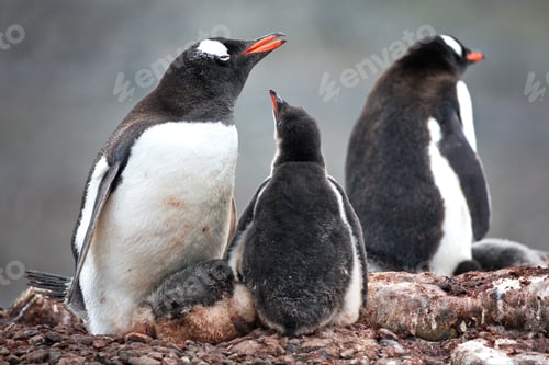 Preview: Penguins in their natural habitat in Antarctica