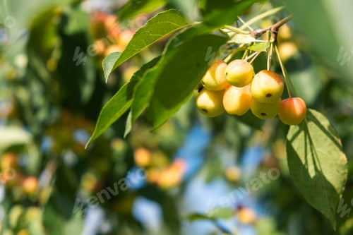 Preview: Many small red apples on the branches apple tree, sunny day,