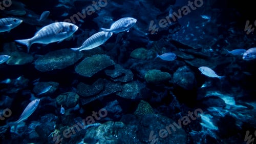 Preview: Big school of fishes swimming in cold ocean water between cliffs and rocks on sea bed