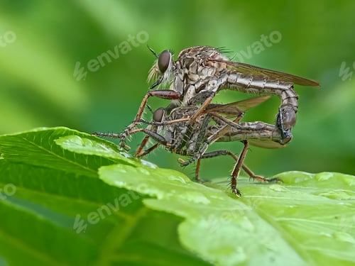 Preview: Robberfly