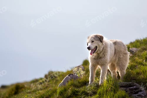 Preview: Big white shaggy grown clever shepherd dog standing alone