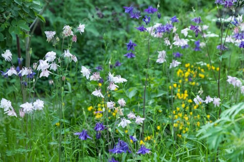 Preview: Beautiful columbine or aquilegia flowers of blue and white color. close up