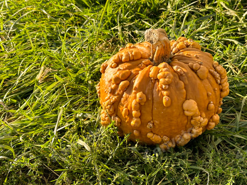 Preview: Field with orange pumpkin at sunset