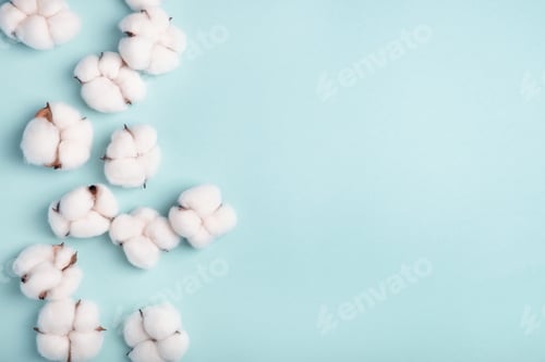 Preview: Cotton bolls on a blue background. Flat lay, top view