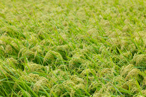 Preview: Fresh raw paddy rice field