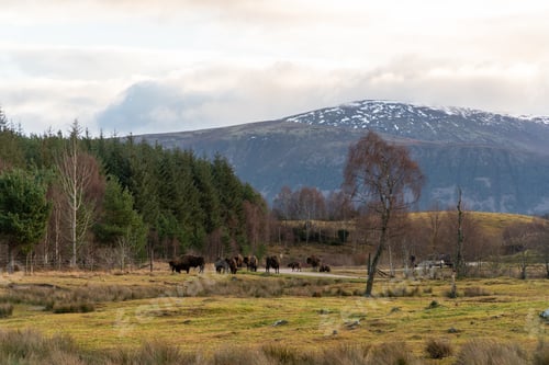 Preview: a herd of horses walking through a grassy field with mountains in the background