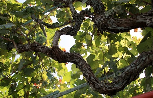 Preview: Branches and leaves of ripening grape on a summer day