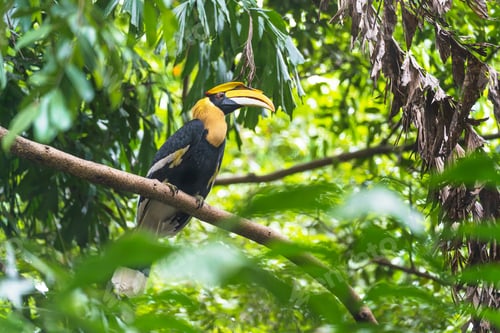Preview: Hornbills, bird on the tree