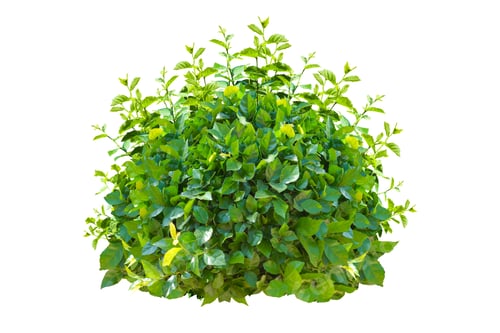 Preview: Green bush isolated on white background.