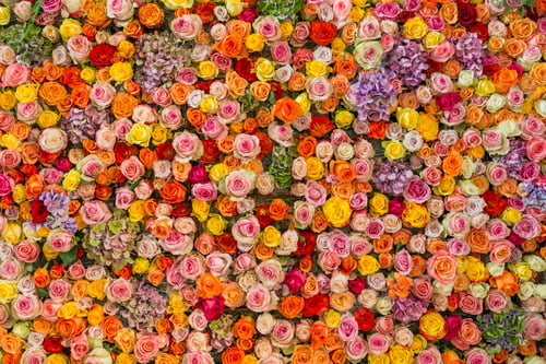Preview: Vibrant backdrop of blooming roses in various colors