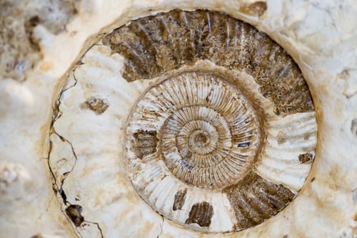 Preview: Closeup shot of a snail shell fossil