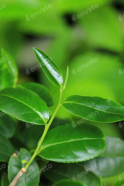 Preview: Green tea leaves