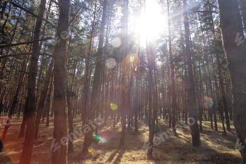 Preview: beautiful pine forest