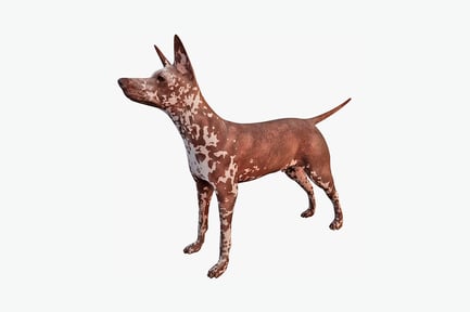 Preview: Doberman pinscher in profile view