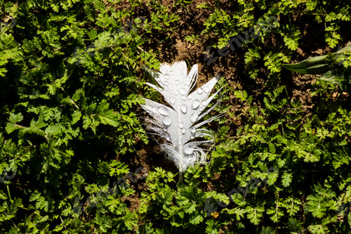 Preview: Close up of white feather with waterdrops and bush on sunny day