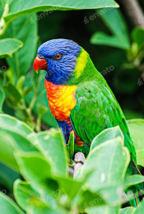 Preview: A colourful rainbow lorikeet resting in a tree