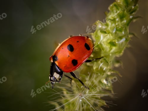 Preview: Red ladybug close up, sitting on a green plant with water drops