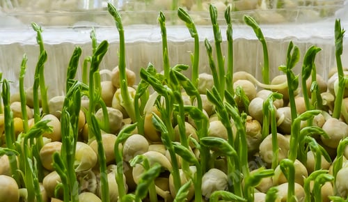 Preview: Microgreens. Growing Peas at Home. Pea Sprouts. Step-by-Step Instructions.
