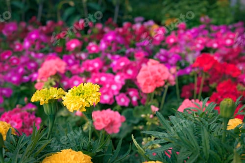 Preview: Colorful Flowers Blooming in a Lush Garden