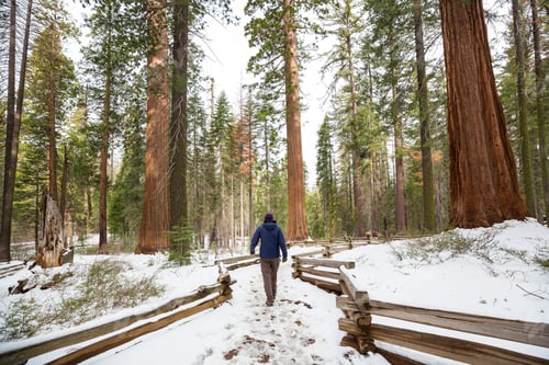 Preview: Sequoia
