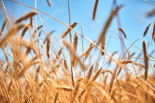 Preview: Rye ears close up. Rye field in a summer day. Harvest concept