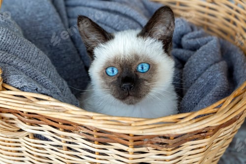 Preview: Cute kitten siamese cat indoor