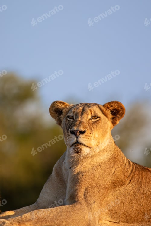 Preview: Lioness, Panthera leo, portrait.
