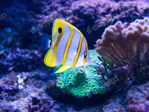 Preview: Colorful fish in aquarium