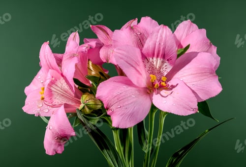 Preview: Blooming pink Alstroemeria on a green background
