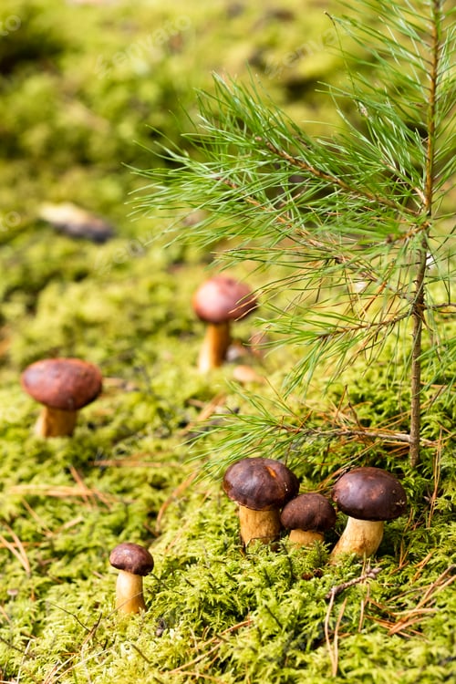 Preview: There are a lot of mushrooms lying in the forest on green moss. A lot of Polish moss mushrooms