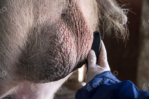 Preview: Testicular ultrasound of a boar on a pig farm