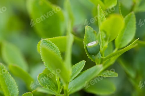 Preview: Unripe blueberries