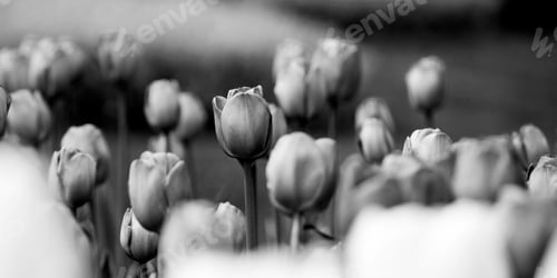 Monochrome Tulips Field in Soft Focus