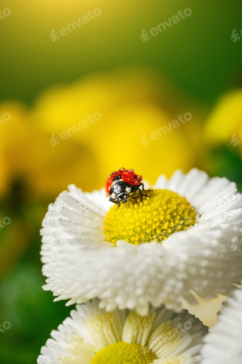 Preview: Ladybug on white flower with bright yellow stamens