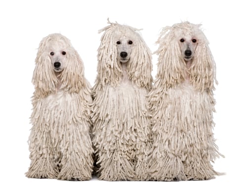 Preview: Three White Corded standard Poodles sitting in front of white background