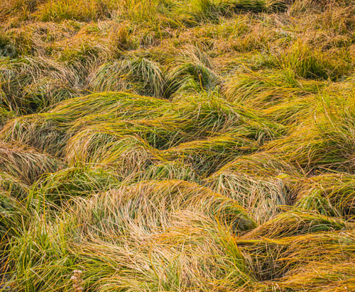 Preview: Grassy Textures