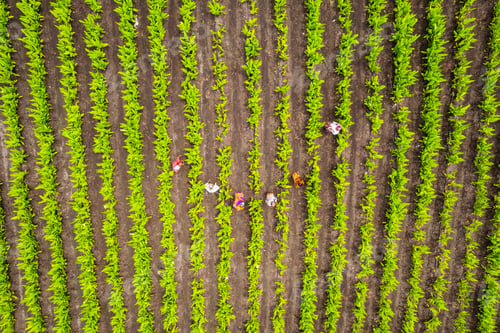 Preview: Aerial view of Indian turmeric field