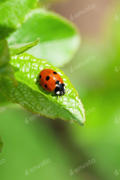 Preview: Ladybug