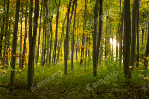Preview: Autumn forest