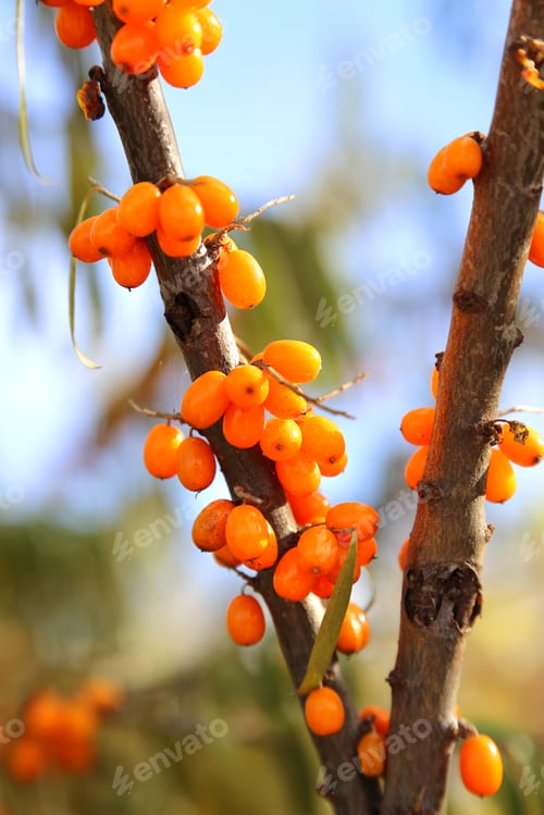 Preview: Branches of sea buckthorn