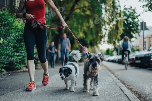 Preview: Unrecognizable woman walking her dogs on a leash in the city