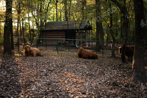 Preview: Highland cattle resting in a serene wooded enclosure