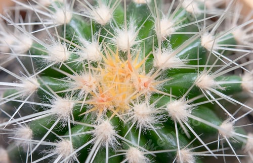 Preview: cactus texture