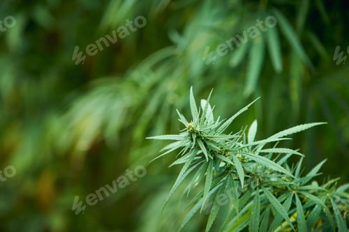 Preview: marijuana leaves cannabis plants in the farm background