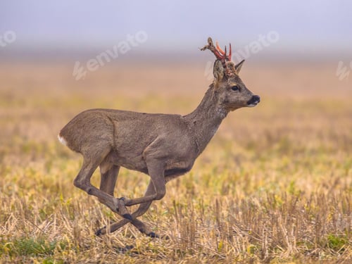 Preview: Roe deer running