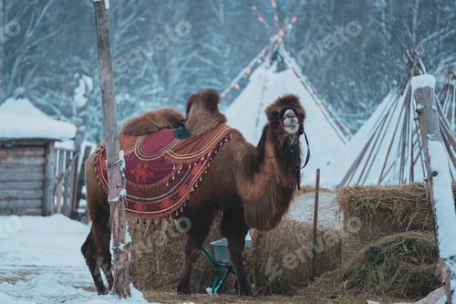 Preview: Portrait of camel winter background in snow