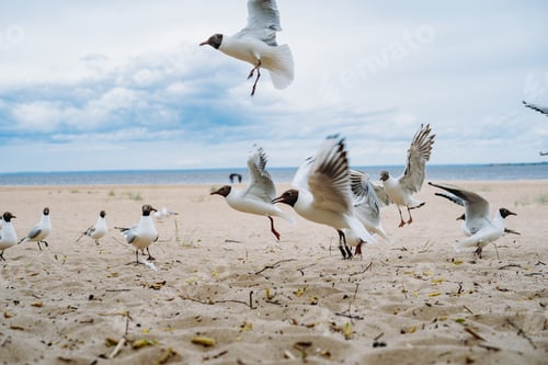 Preview: flock of sea gulls flying or walking on beach by the sea