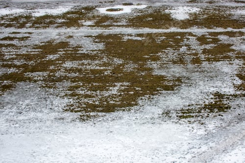 Preview: texture of Grass growing through snow spring