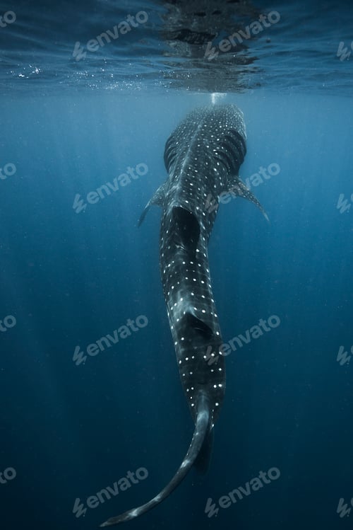 Preview: Large whale shark (Rhincodon typus) feeding on fish eggs at sea surface, Isla Mujeres, Mexico